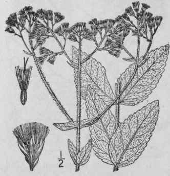13 Eupatorium Verbenaefolium Michx Rough Or Vervai 835