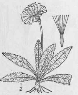 13 Hieracium Pilosella L Mouse Ear Hawk Weed 777