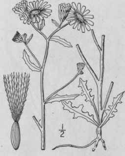 13 Malacothrix Dc Prodr 7 192 1838 731