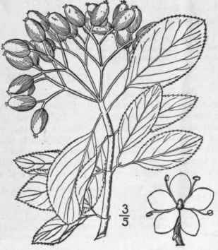 13 Viburnum Prunifdlium L Black Haw Stag Bush Sloe 640