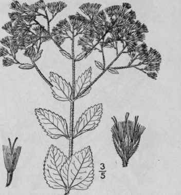 14 Eupatorium Rotundifolium L Round Leaved Thoroug 836