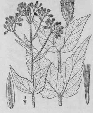 14 Eupatorium Rotundifolium L Round Leaved Thoroug 837
