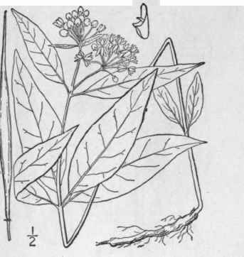 15 Asclepias Quadrifolia Jacq Four Leaved Milkweed 68