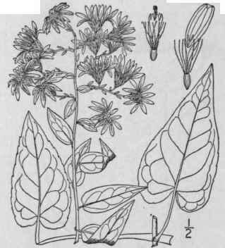 15 Aster Anomalus Engelm Many Rayed Aster 968