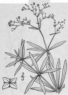 15 Galium Mollugo L Wild Madder White Or Great Hed 614