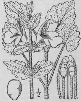 15 Synandra Nutt Gen 2 29 1818 274