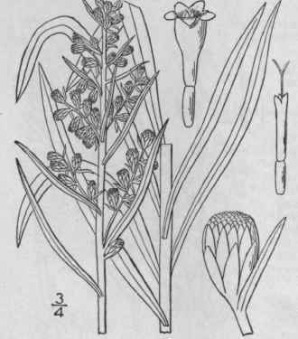 16 Artemisia Serrata Nutt Saw Leaf Mugwort 1258