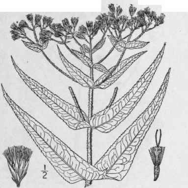 16 Eupatorium Perfoliatum L Common Thoroughwort Bo 838