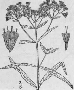 16 Eupatorium Perfoliatum L Common Thoroughwort Bo 839