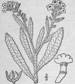 16 Lycopsis L Sp Pl 138 1753 221