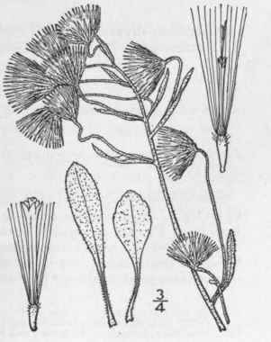 17 Erigeron Acris L Blue Or Bitter Flea Bane 1048