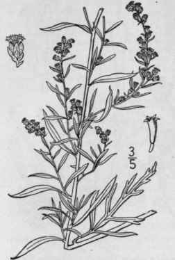 18 Artemisia Ludoviciana Nutt Dark Leaved Mugwort 1260