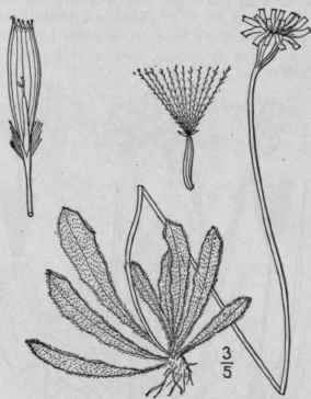 2 Apargia Nudicaulis L Britton Rough Or Hairy Hawk 723