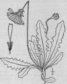 2 Apargia Nudicaulis L Britton Rough Or Hairy Hawk 724