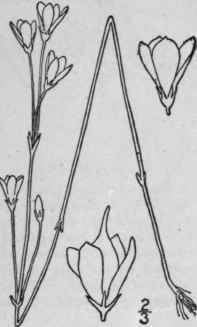 2 Bartonia Paniculata Michx Robinson Branched Bart 40