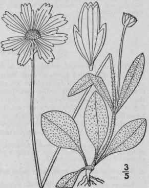 2 Coreopsis Crassifolia Ait Thick Leaved Or Hairy  1164