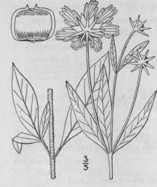 2 Coreopsis Crassifolia Ait Thick Leaved Or Hairy  1165