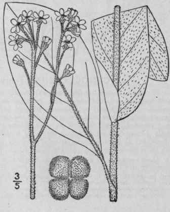 2 Cynoglossum Virginianum L Wild Comfrey 180