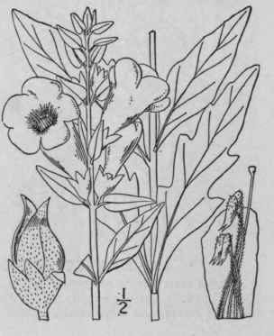 2 Dasystoma Flava L Wood Downy False Foxglove 484