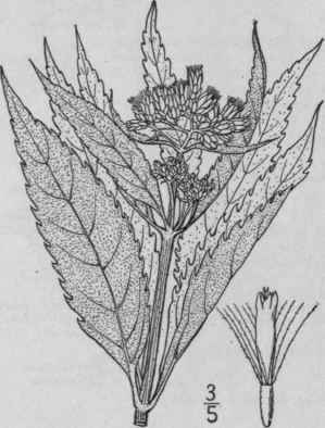 2 Eupatorium Maculatum L Spotted Joe Pye Weed 825