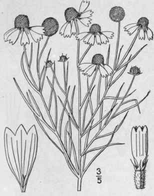 2 Helenium Nudiflorum Nutt Purple Head Sneezeweed 1215