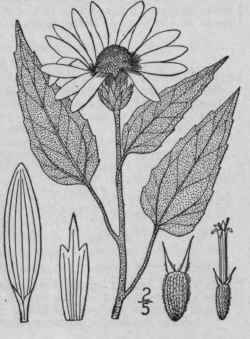 2 Helianthus Petiolaris Nutt Prairie Sunflower 1133