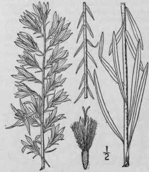 2 Lacinaria Cylindracea Michx Kuntze Cylindric Bla 850