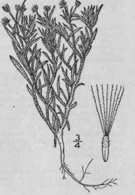 2 Leptilon Divaricatum Michx Raf Low Horse Weed Pu 1050