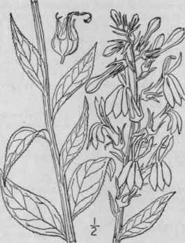 2 Lobelia Paludosa Nutt Swamp Lobelia 701