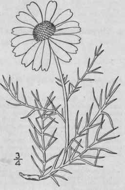 2 Matricaria Grandiflora Hook Britton Arctic Camom 1237