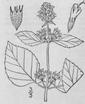 2 Mentha Piperita L Peppermint 353