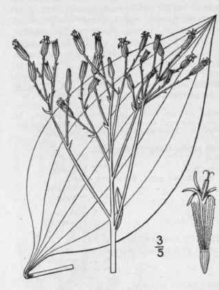 2 Mesadenia Atriplicifolia L Raf Pale Indian Plant 1279