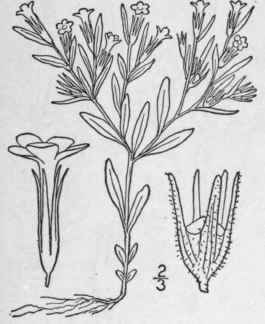 2 Microsteris Greene Pittonia 3 300 1898 142