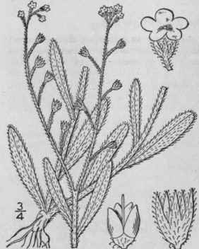 2 Myosotis Laxa Lehm Smaller Forget Me Not 202