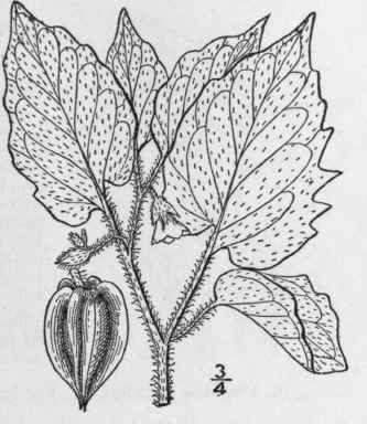 2 Physalis Pruinosa L Tall Hairy Ground Cherry 368