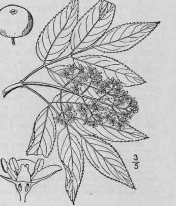 2 Sambucus Racemosa L Red Berried Elder 627