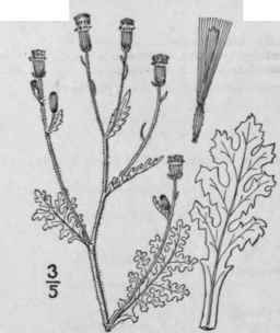 2 Senecio Sylvaticus L Wood Groundsel 1283