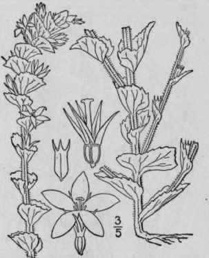 2 Specularia Perfoliata L A Dc Venus Looking Glass 696