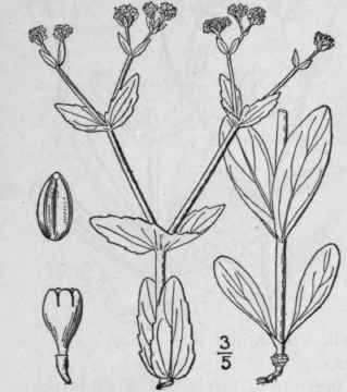 2 Valerianella Chenopodifolia Pursh Dc Goose Foot  673