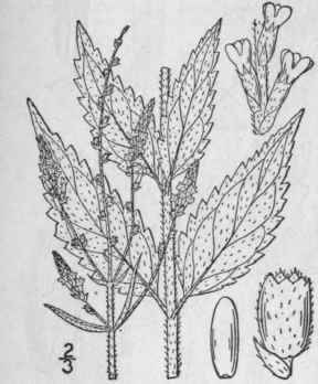 2 Verbena Urticifolia L White Or Nettle Leaved Ver 224