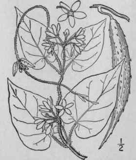 2 Vincetoxicum Gonocarpos Walt Large Leaved Angle  89
