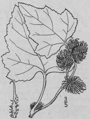 2 Xanthium Speciosum Kearney Great Clotbur 804
