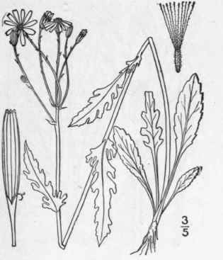20 Senecio Pauperculus Michx Balsam Groundsel 1300