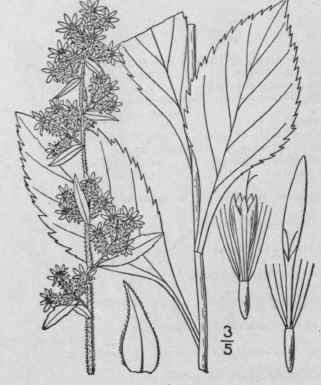 22 Solidago L Sp Pl 878 1753 884