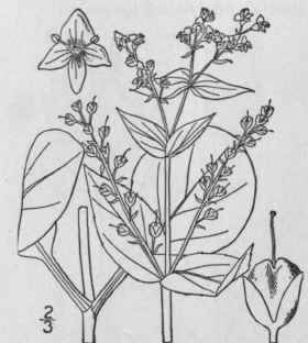 23 Veronica Tourn L Sp Pl 9 1753 467