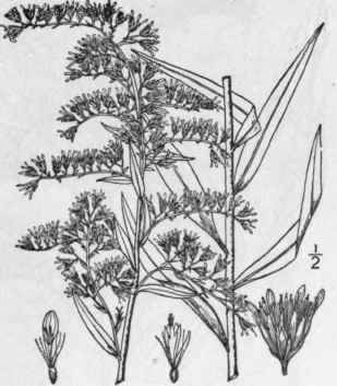 24 Solidago Odora Ait Sweet Or Anise Scented Golde 907