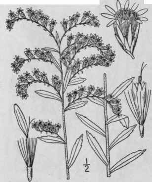 24 Solidago Odora Ait Sweet Or Anise Scented Golde 908