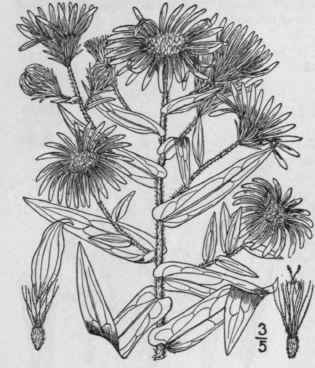 25 Aster Phlogifolius Muhl Thin Leaved Purple Aste 978