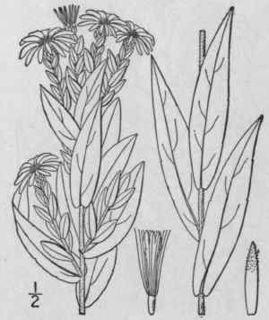 27 Aster Oblongifdlius Nutt Aromatic Aster 980