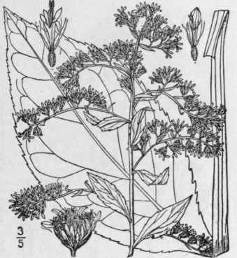 28 Solidago Patula Muhl Rough Leaved Or Spreading  911